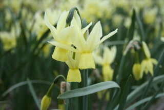 Narcissus 'Chipper' bestellen